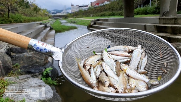 ▲다양한 종류의 물고기들이 떼죽음 당한 모습. 사진=뉴스채널1