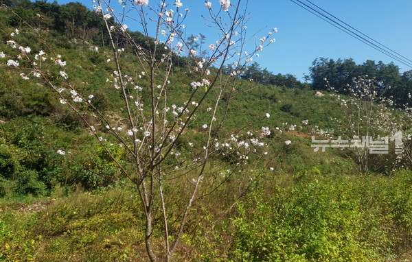 ▲청양읍 군량리 고운식물원 인근에 봄가을 두 번 피는 ‘춘추 벚꽃’이 개화해 눈길을 끌고 있다. 사진=청양군