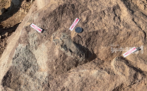 ▲부여군 세도면 청포리 일원에서, 중생대 백악기(약 1억 3500~6500만 년)에 형성된 것으로 추정되는 공룡알 화석 10여 기가 발견됐다. 사진=부여군