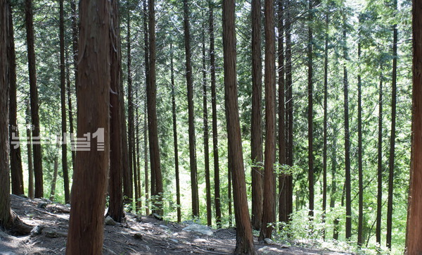 ▲성주산자연휴양림 편백나무숲 전경. 사진=보령시